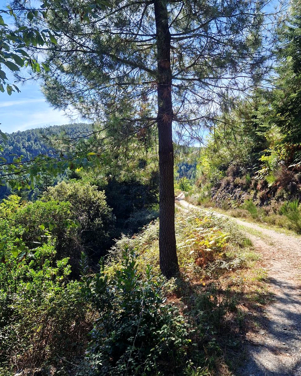Chemin de Stevenson